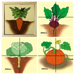 Овощи(карт.разр.) (RNToys)
